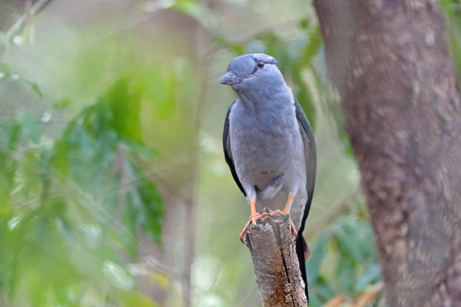 image Cuckoo-roller